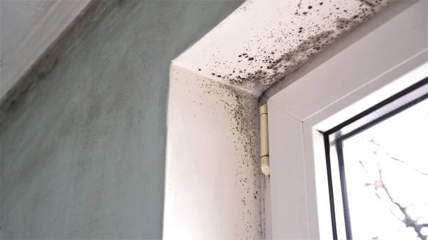 Best Black Mold Remediation in Zeigler, IL