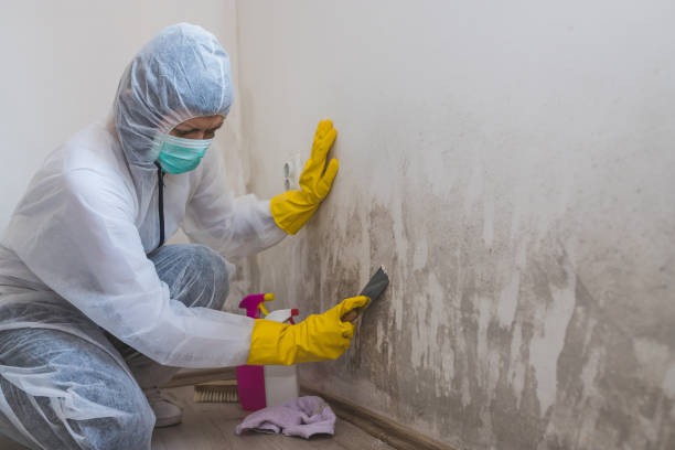 Best Residential Mold Remediation in Zeigler, IL
