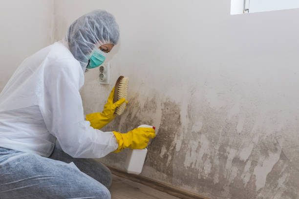 Best Crawl Space Mold Remediation in Zeigler, IL
