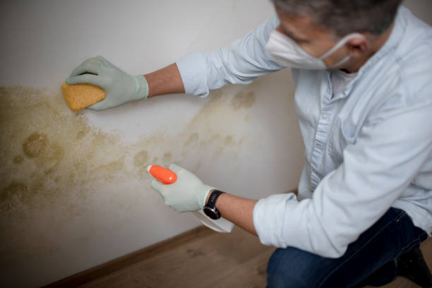 Best Mold Testing and Inspection Services in Zeigler, IL
