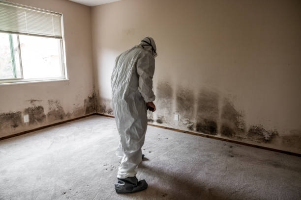 Best Attic Mold Remediation in Zeigler, IL