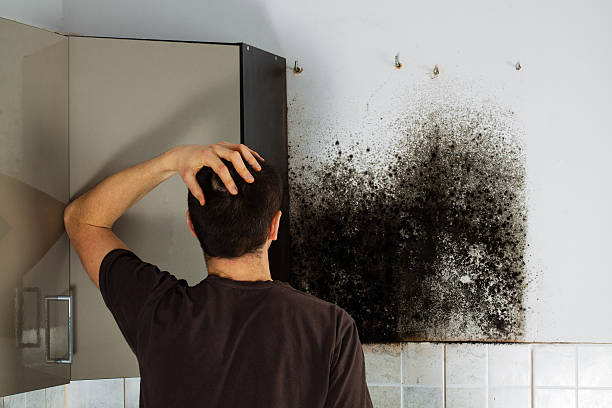 Best Emergency Mold Remediation in Zeigler, IL