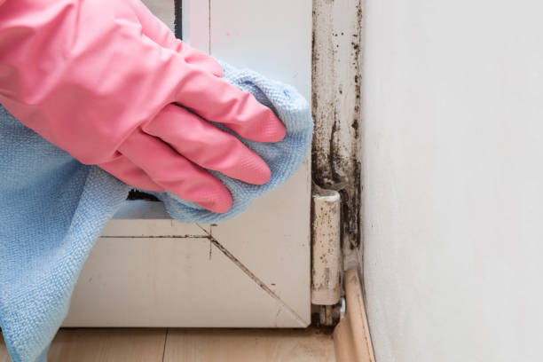 Best Mold Remediation for Specific Building Types in Zeigler, IL