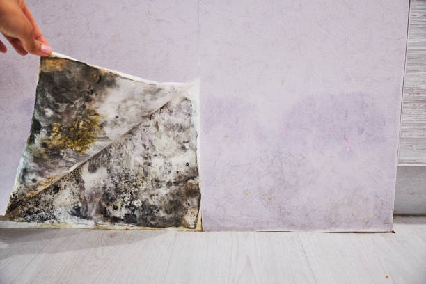 Zeigler, IL Mold Remediation Company